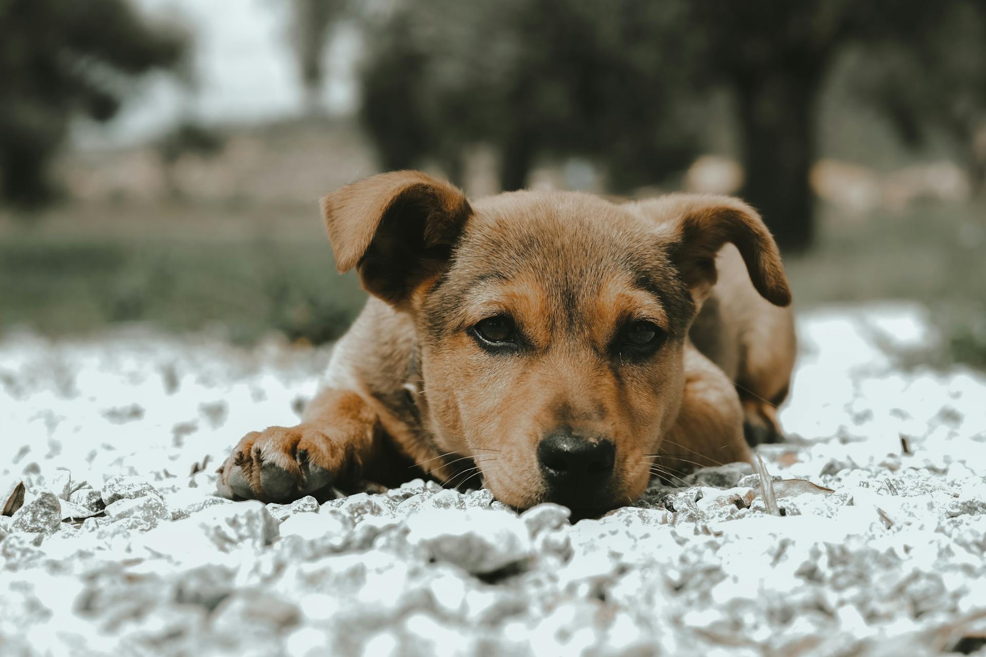 Close-Up Shot of a Puppy