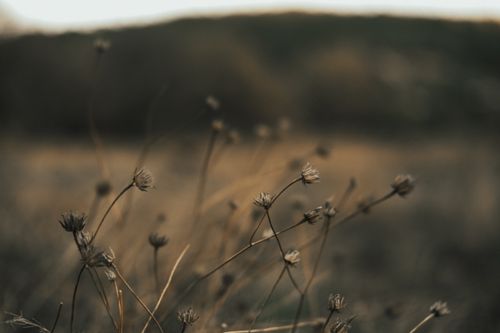 Free Artistic capture of dry wildflowers with blurred background and shallow focus outdoors. Stock Photo
