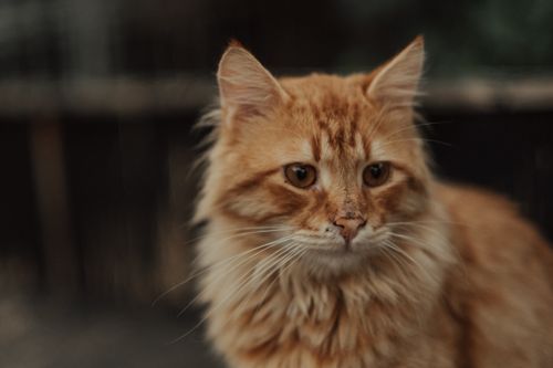 Free Adorable orange Siberian cat sitting outdoors, showcasing its fluffy fur and expressive eyes. Stock Photo