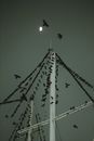 Black Crows Perched on a Metal Post During Night Time