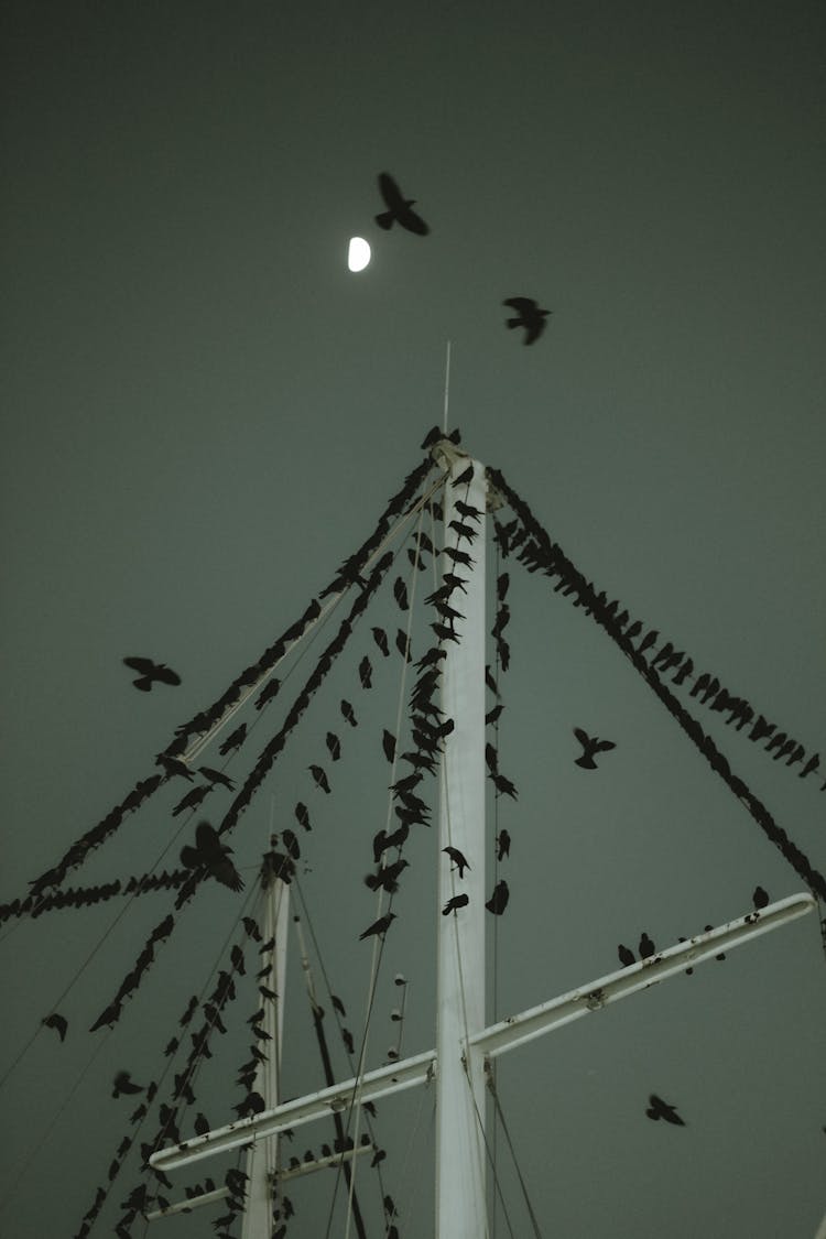 Black Crows Perched On A Metal Post During Night Time