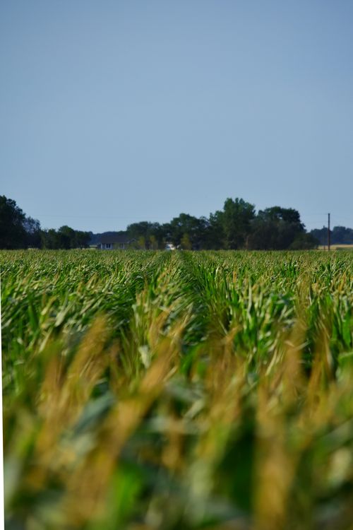Free A vibrant corn field under a clear blue sky, epitomizing rural agriculture. Stock Photo