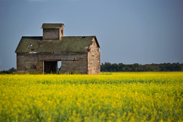 Old Barn In The Rape Field 