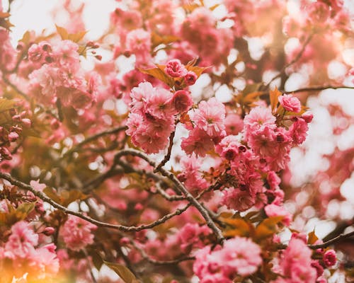 Foto profissional grátis de de flores, delicado, fechar-se