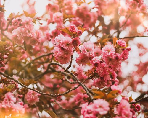 Free Close-up of vibrant pink cherry blossoms during springtime. Stock Photo