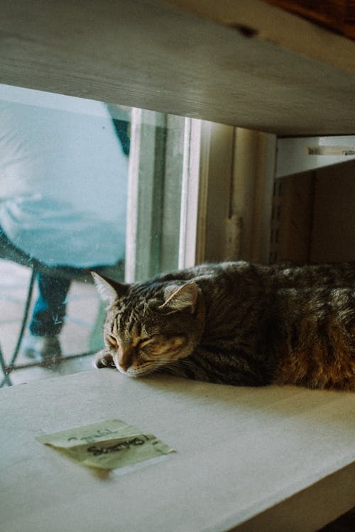 Fotobanka s bezplatnými fotkami na tému domáci, felis catus, mačka