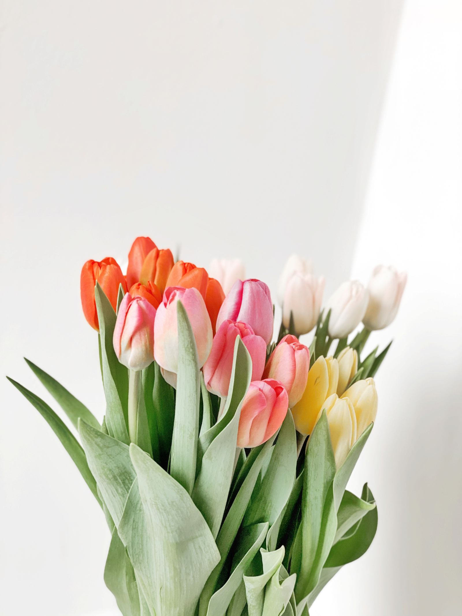 チューリップの花束