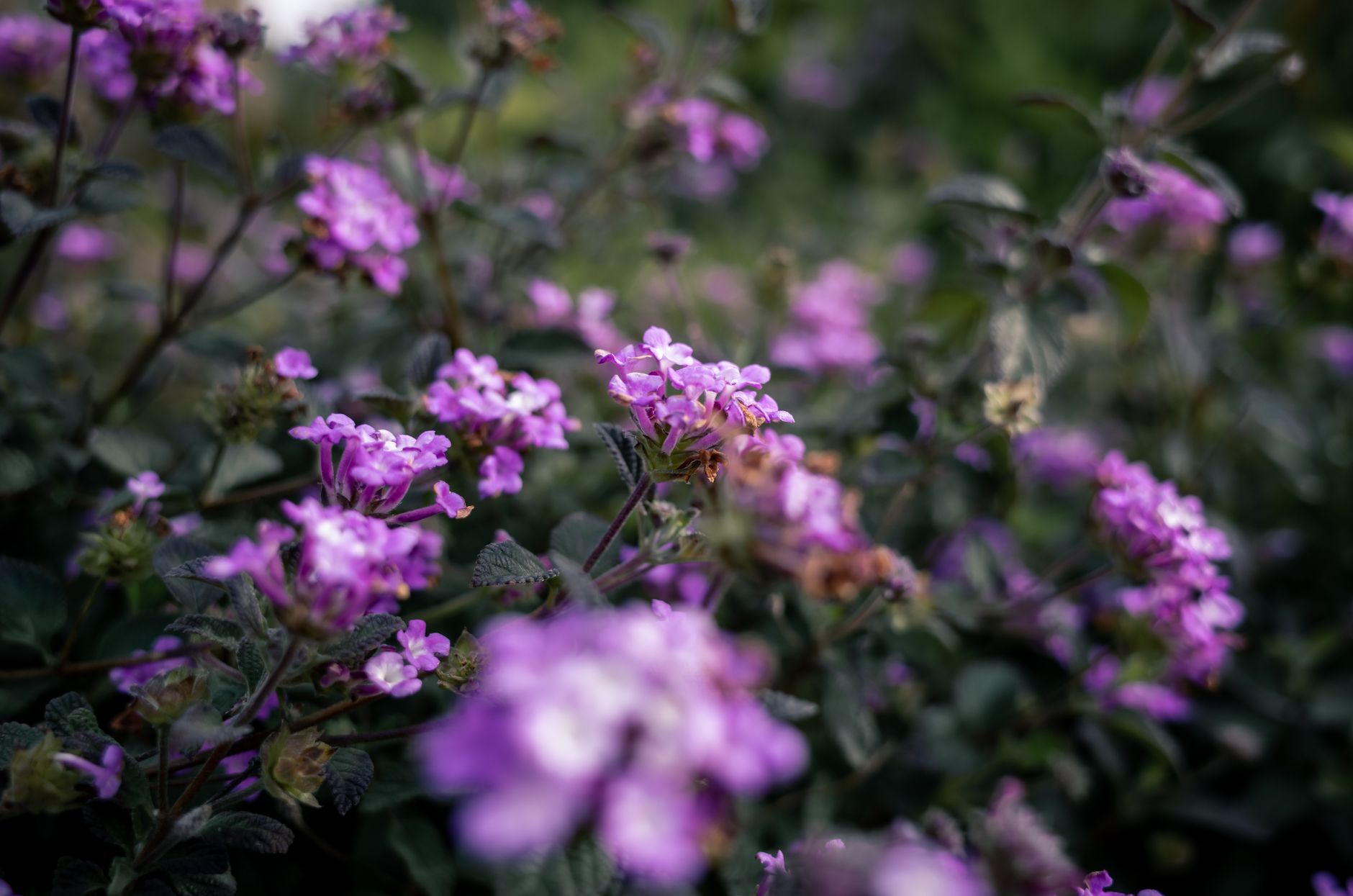Un campo de flores moradas