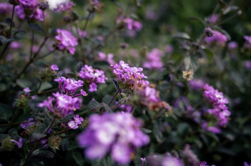 Free Close-up of vibrant trailing lantana flowers in a garden setting with soft, natural lighting. Stock Photo