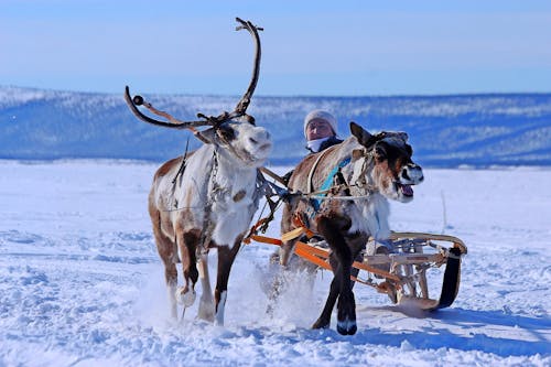 가축, 겨울, 남자의 무료 스톡 사진