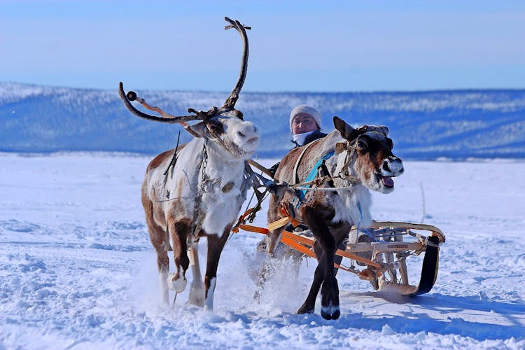 Reindeer Pulling Sled Through Snow