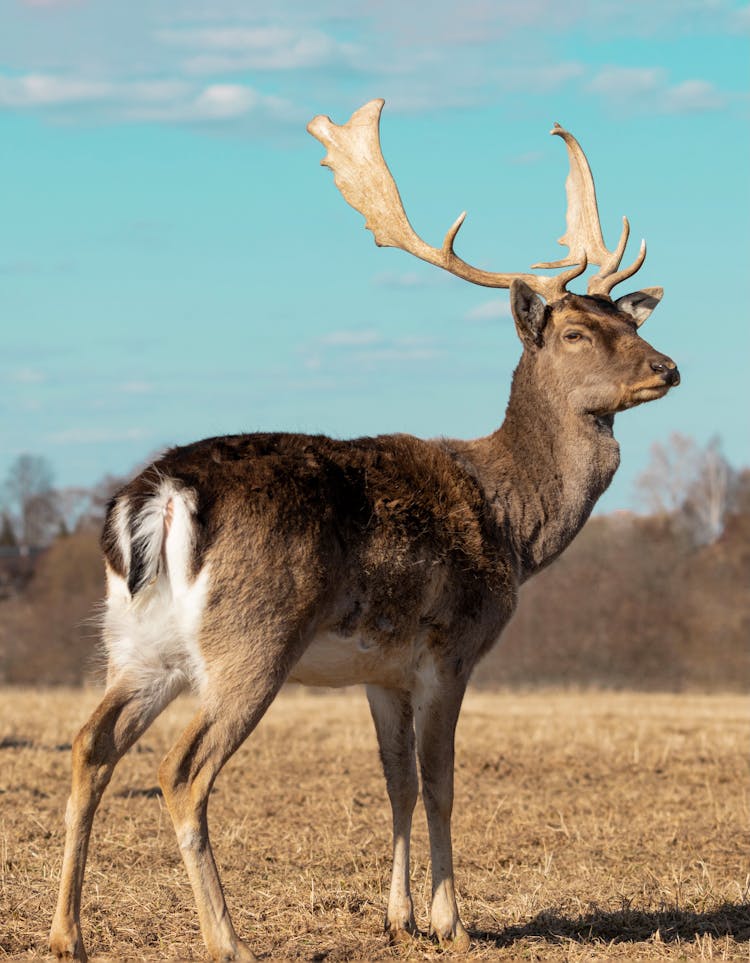 Fallow Deer On A Field 