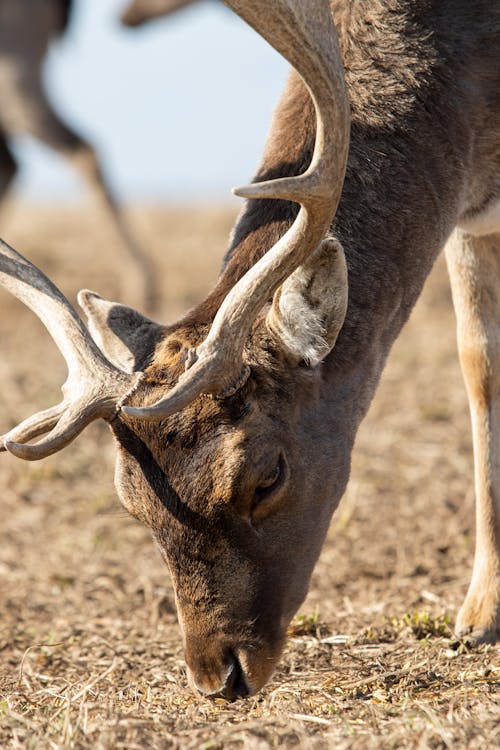Gratis Immagine gratuita di animale, antilope, avvicinamento Foto a disposizione