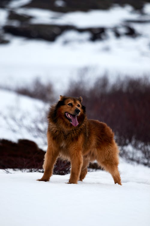 Basque Shepherd Dog in Snow 