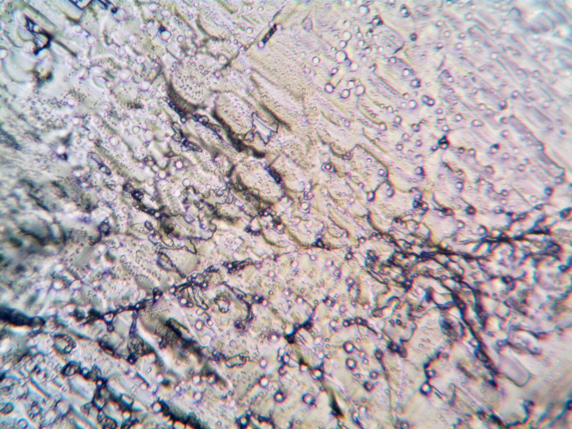 Microscopic View of Some Particles · Free Stock Photo