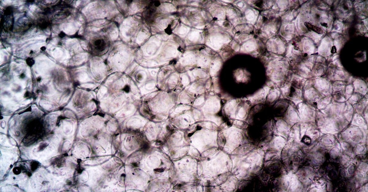 Microscopic View of Elements · Free Stock Photo