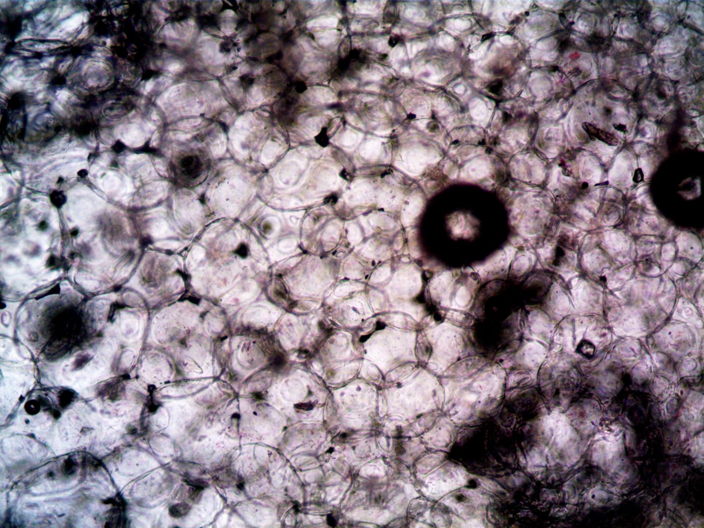 Grayscale electron-microscope view of a porous crystalline structure — illustrative reference for C-S-H morphology.