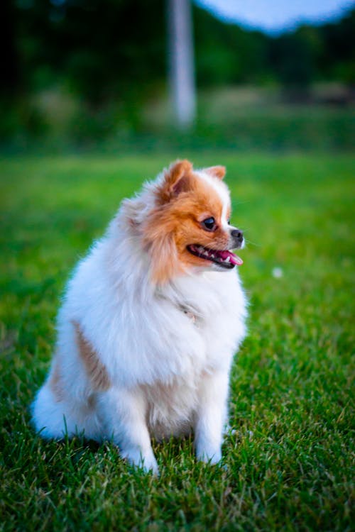 개, 귀여운, 귀여운 강아지의 무료 스톡 사진