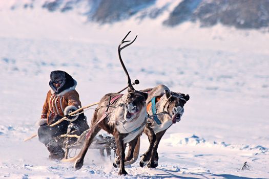 A person rides a sleigh pulled by reindeer across a snowy landscape in winter.