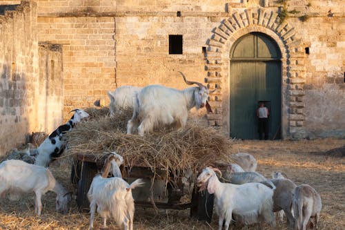 Free A Herd of Goats Earing Hay Stock Photo