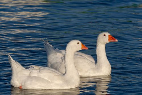 Free Two white geese with orange beaks gracefully swimming on a serene lake in Puglia, Italy. Stock Photo