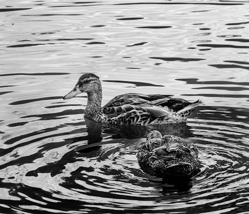 Grayscale Photo of Duck on Water