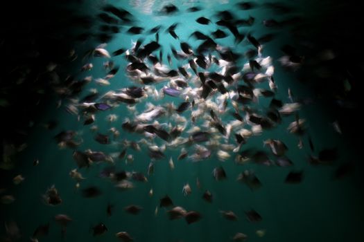 School of Fish Underwater
