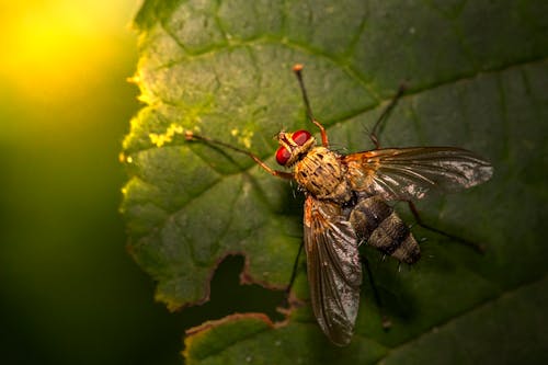 Macro Shot of a Fly Perched on Green Leaf