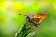 Brown and White Butterfly Perched on Green Plant