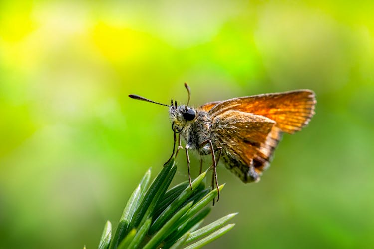 Brown Skipper Perched On Green Plant