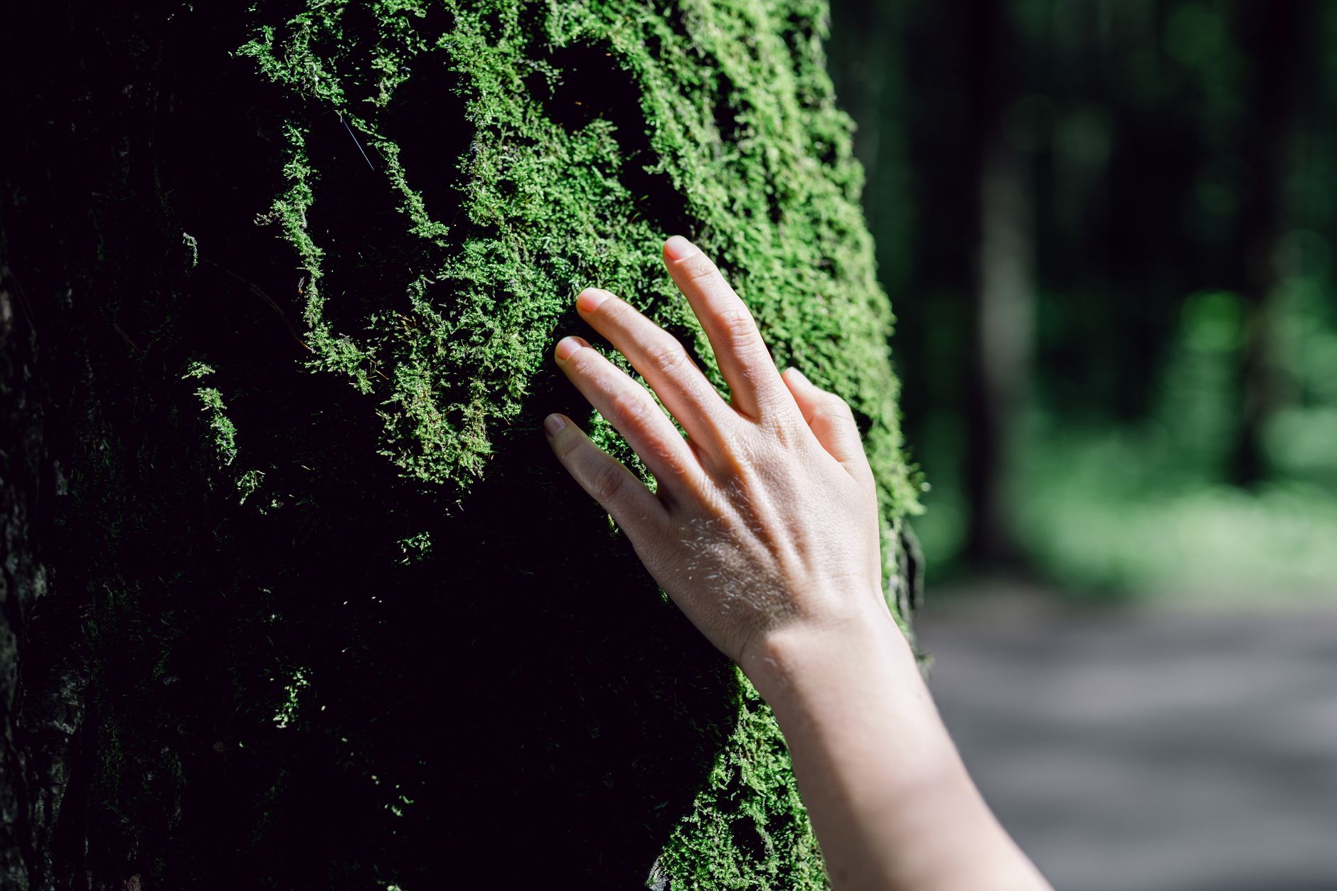 A human hand gently touches a mossy tree trunk in a serene forest setting.