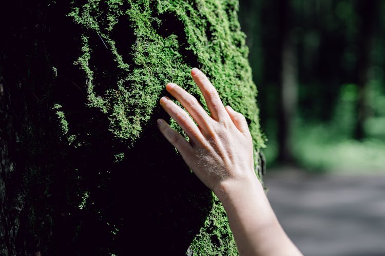 Hand Touching The Green Moss The Wall 