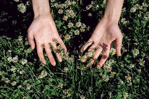 Free Close-up of hands in a lush field of clover and wild flowers, capturing nature's beauty. Stock Photo