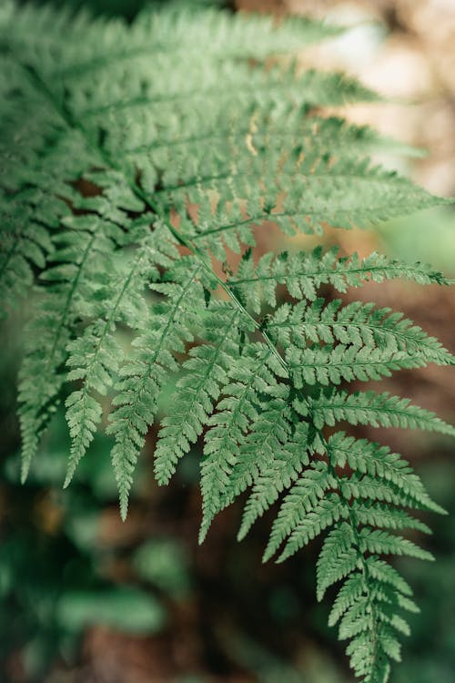 Green Fern Leaf in Close-Up Photography