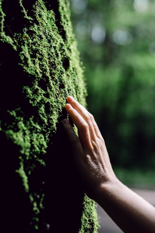 Free A close-up shot of a person's hand gently touching a moss-covered tree, capturing the essence of nature's tranquility. Stock Photo