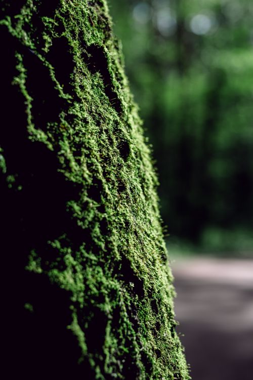Free Close-up of moss-covered tree trunk with blurred green forest background, showcasing nature's textures. Stock Photo