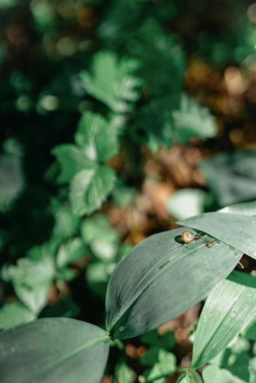 Insects on Green Leaves