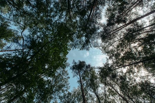 View of a dense green forest canopy and blue sky captured from below, evoking tranquility.