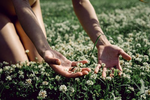 Free Person Touching the Flowers in the Field Stock Photo