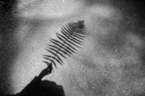 Free Artistic shadow of a fern leaf on pavement in black and white photography. Stock Photo
