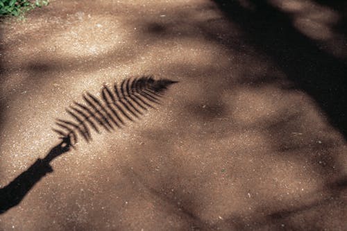 Shadow of Fern Leaf on the Ground 