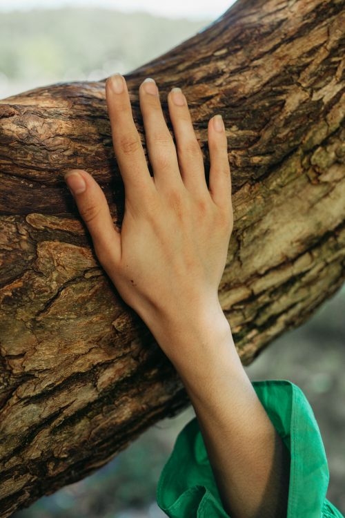 Free A close-up image of a hand gently touching a tree trunk, highlighting the connection with nature. Stock Photo