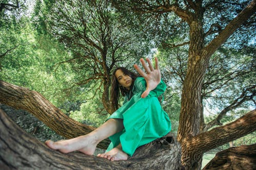나무, 녹색, 로우앵글 샷의 무료 스톡 사진
