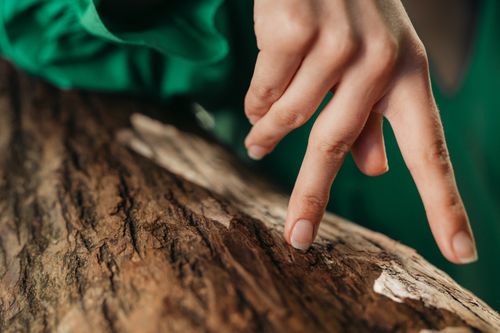 Free Hand gently touching textured tree bark, highlighting the natural details and textures of the wood. Stock Photo
