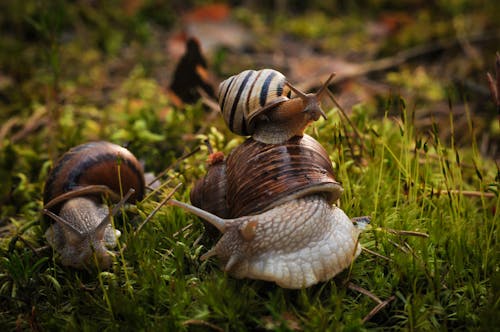 Selective Focus of Burgundy Snails on the Grass