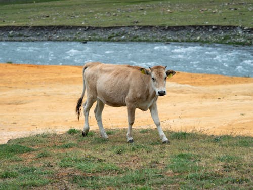 A Cow in a Grass Field Beside the River