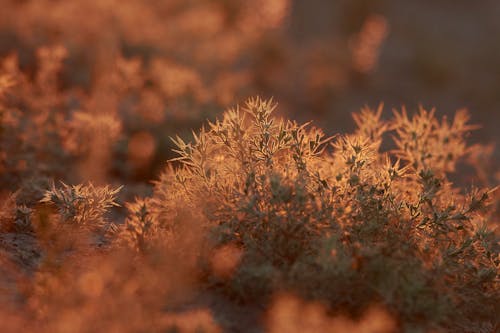 Základová fotografie zdarma na téma rozbřesk, slunce, suchá tráva