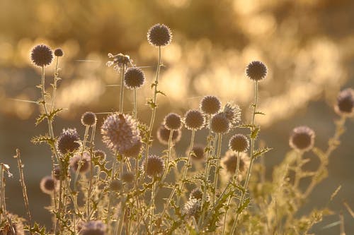 Základová fotografie zdarma na téma rozbřesk, slunce, suchá tráva