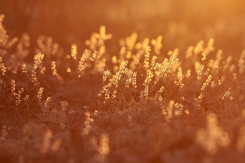 Free Grass Photography at Sunset Stock Photo