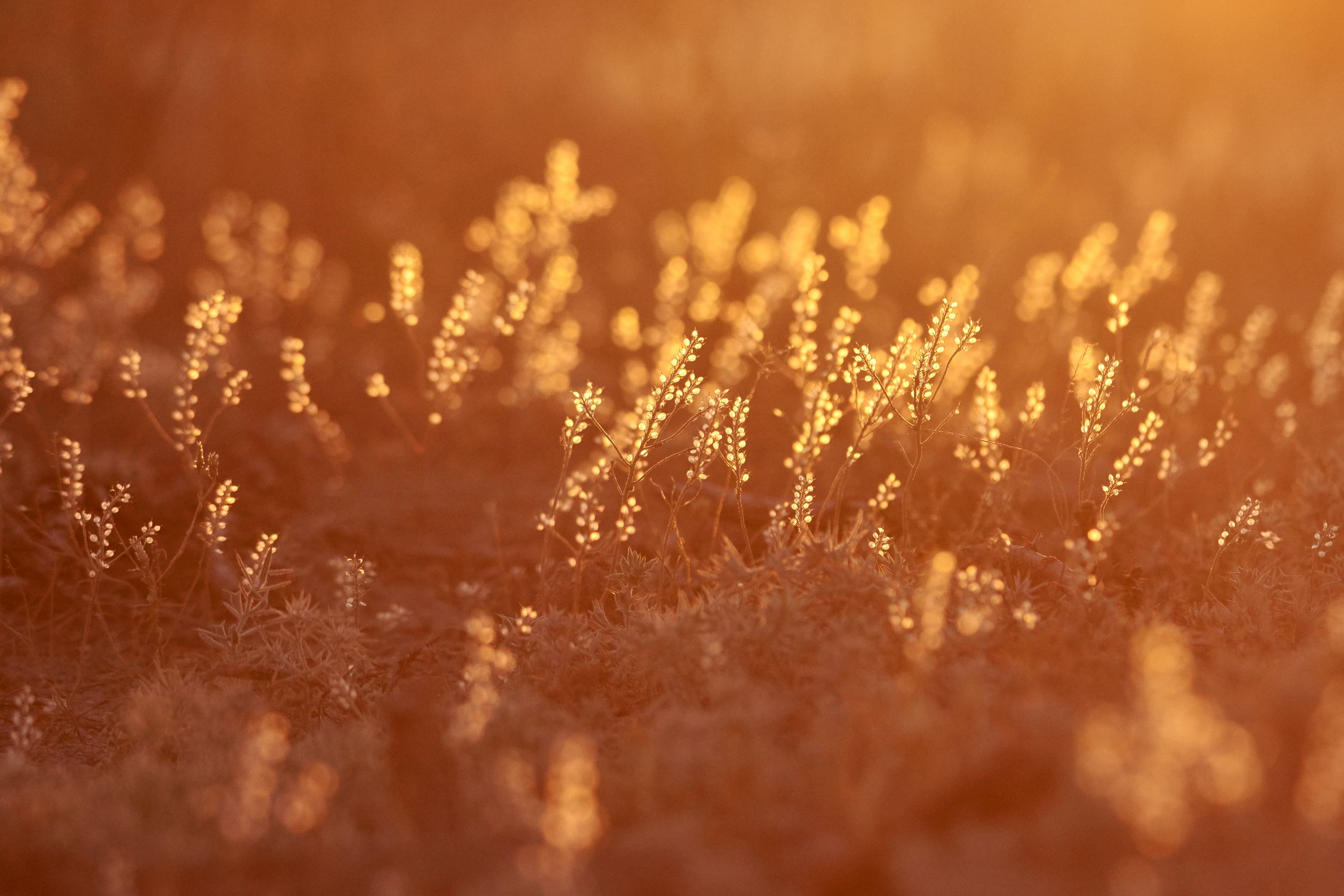 Grass Photography at Sunset · Free Stock Photo